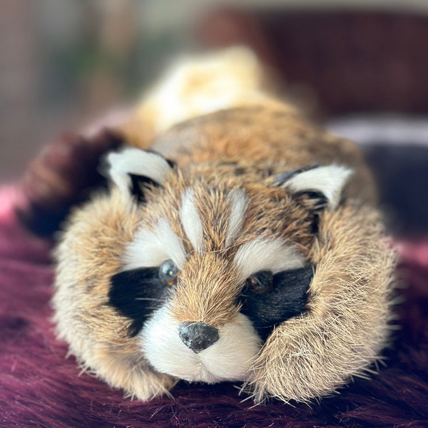 Waschbär Deluxe - Rocky Raccoon (Spring Animal)